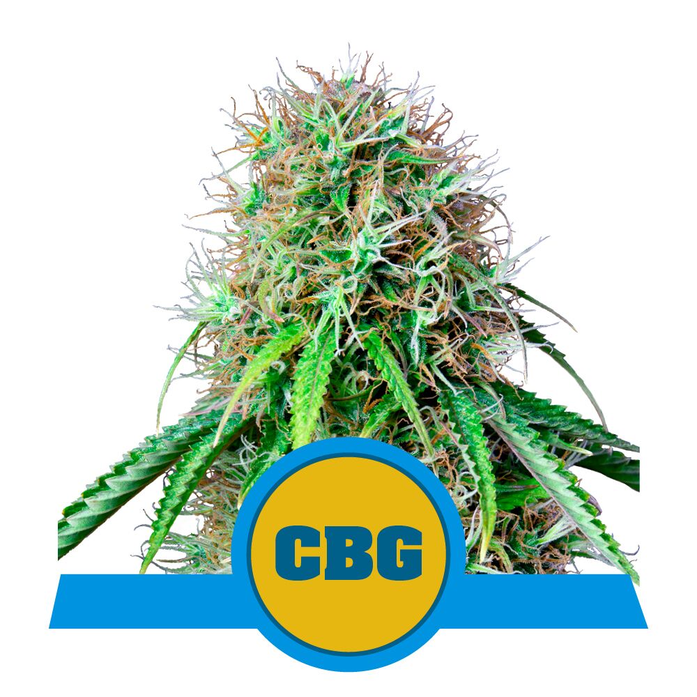 Royal CBG Auto
