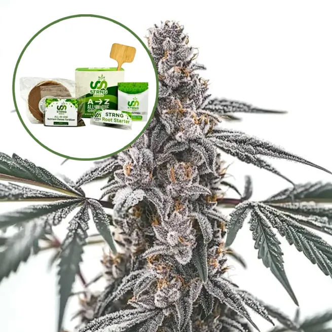 Black Widow Strain Grow Kit