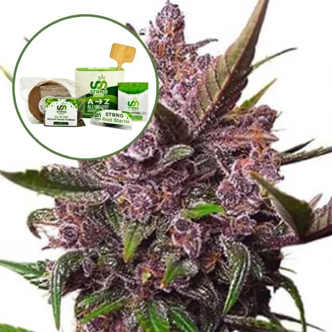 Blackberry Kush Strain Grow Kit