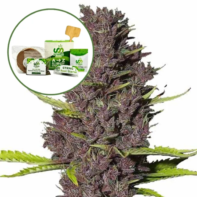 Blue Dream Strain Grow Kit