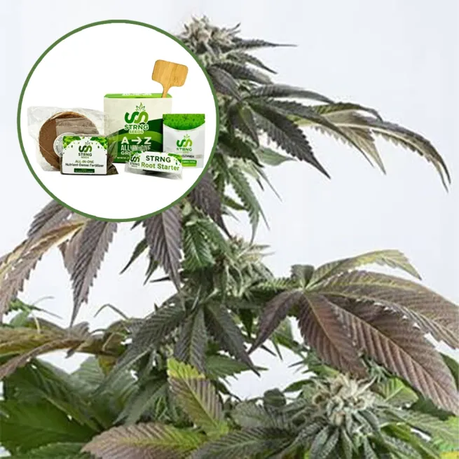 Bubba Kush Strain Grow Kit