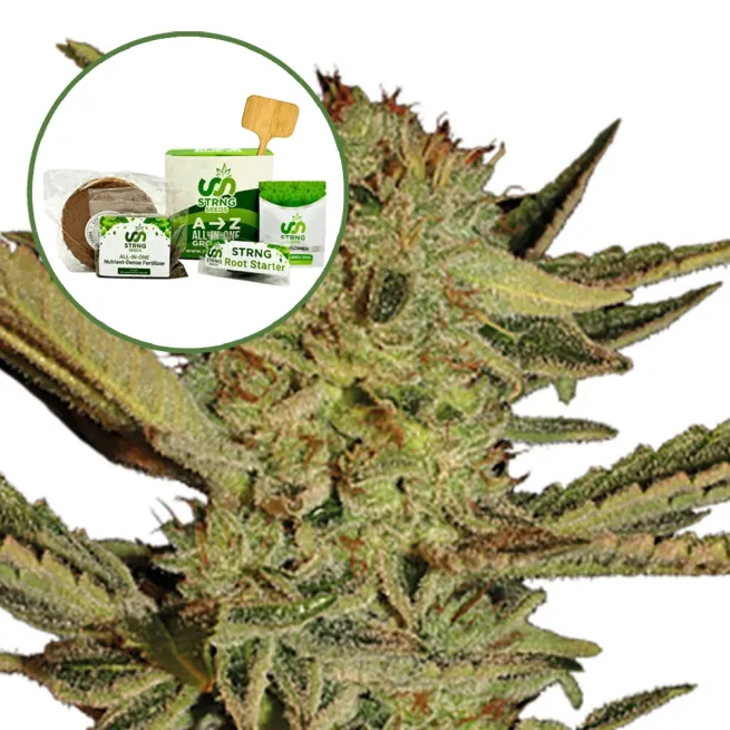 Bubble Gum Strain Grow Kit