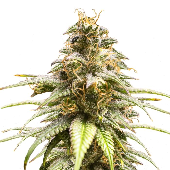 Chocolate Haze Plant