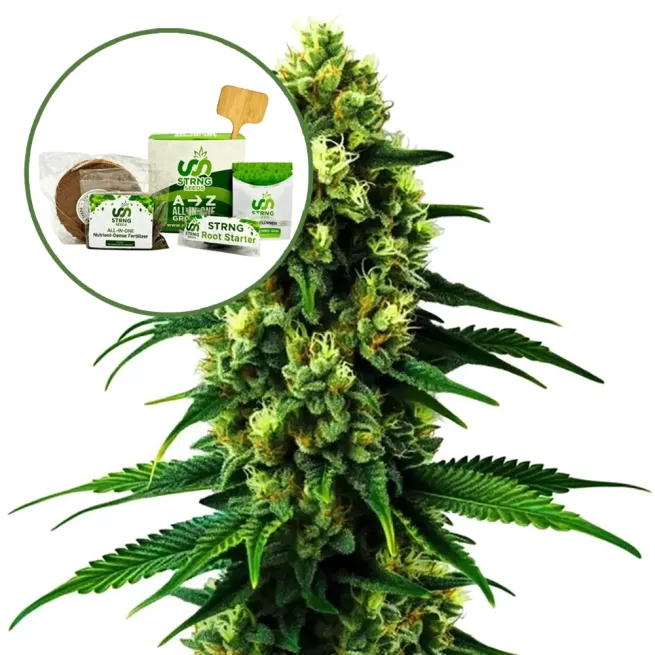 Colombian Gold Strain Grow Kit