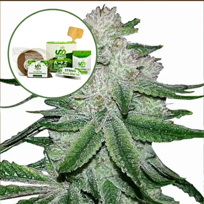 Gorilla Glue #5 Strain Grow Kit