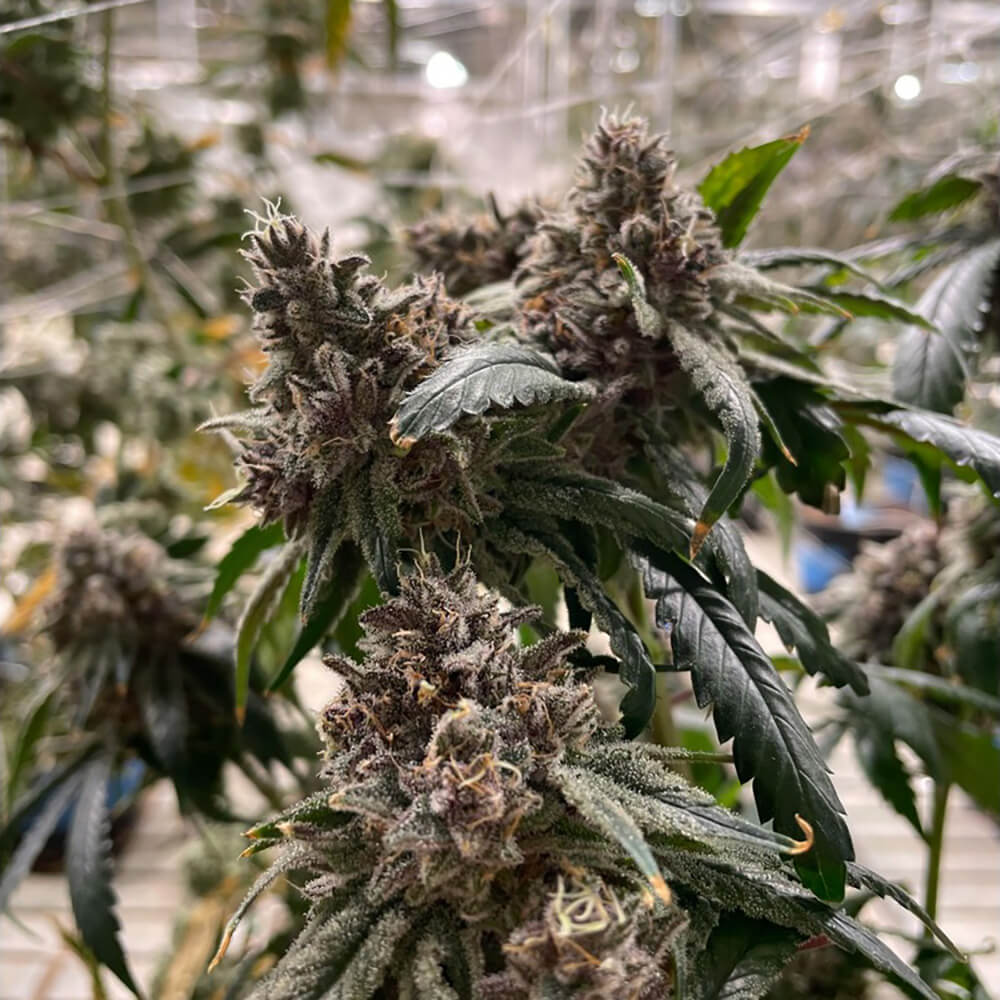 STRNG Seeds – Lemon Skunk x Tangie Gak