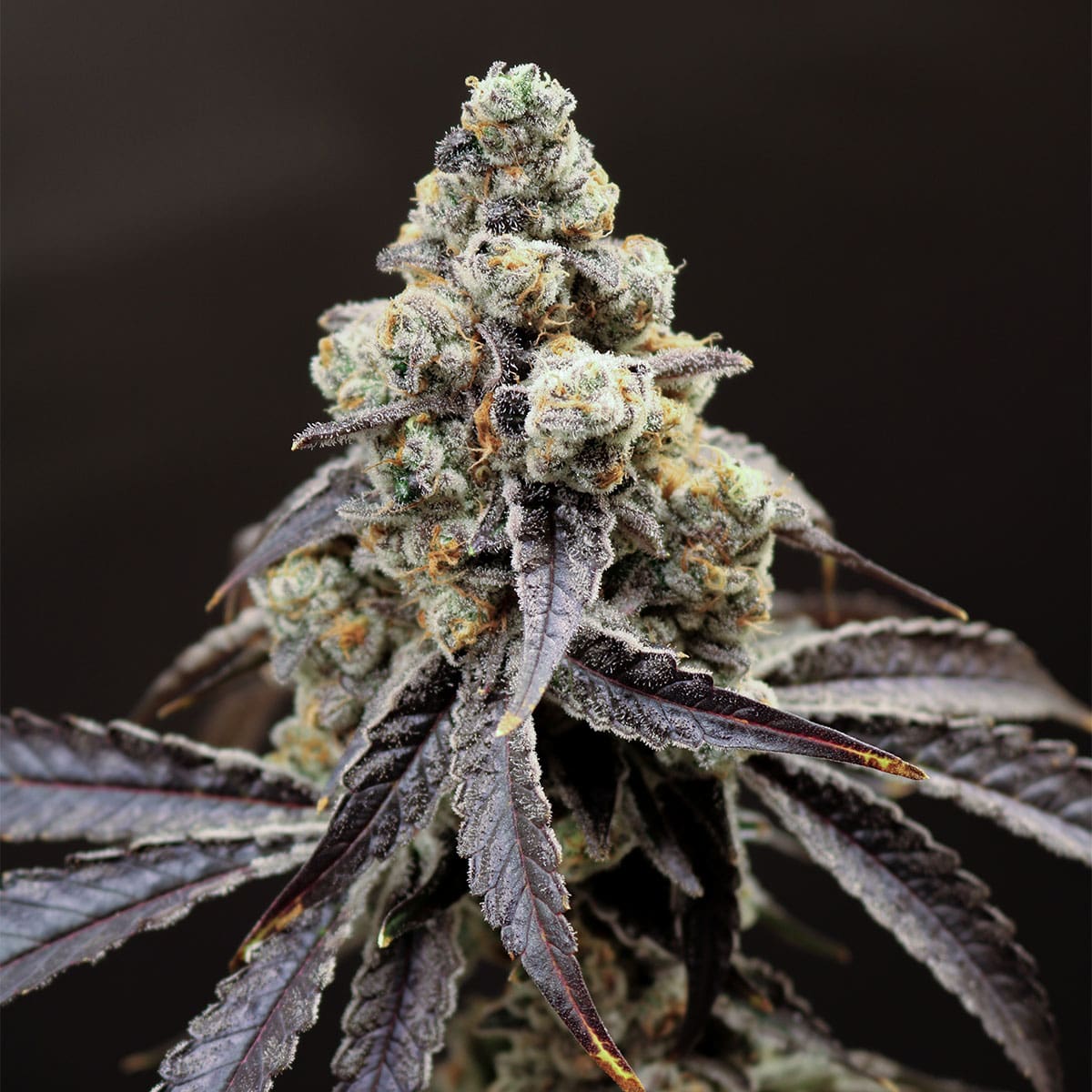 Lovin’ In Her Eyes – Marsquake