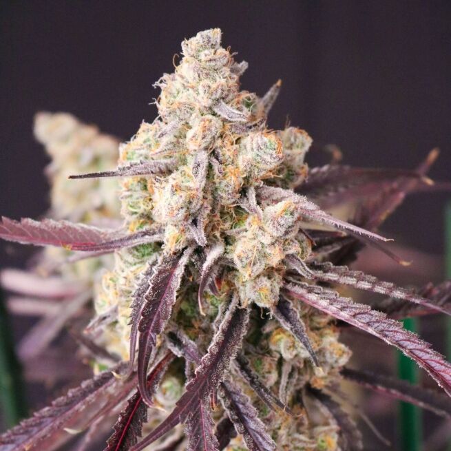 Lovin’ In Her Eyes – Straw-Lectric Lemonade