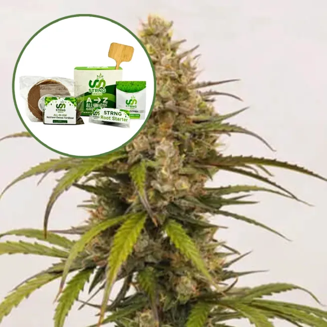 Melonade Strain Grow Kit