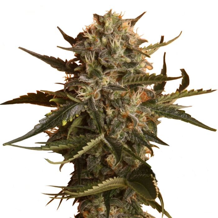 Mother Gorilla Plant