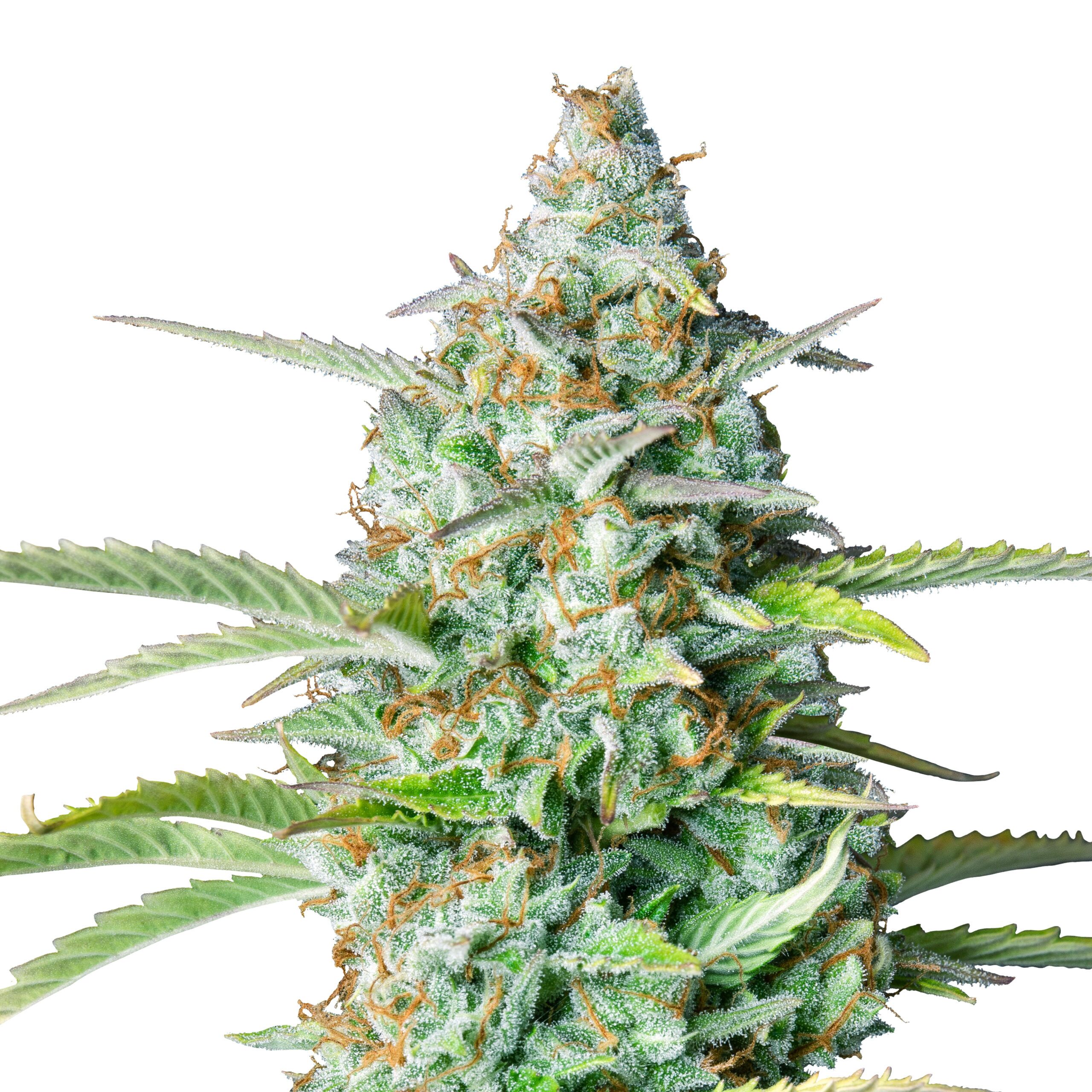 Northern Lights Auto - Image 3