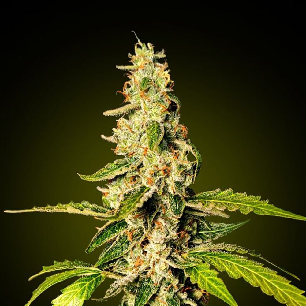 STRNG Seeds – Banana Punch