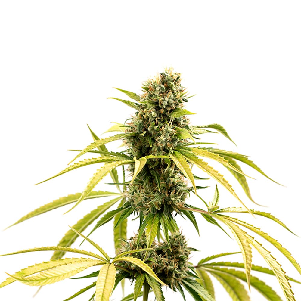 STRNG Seeds – GG4
