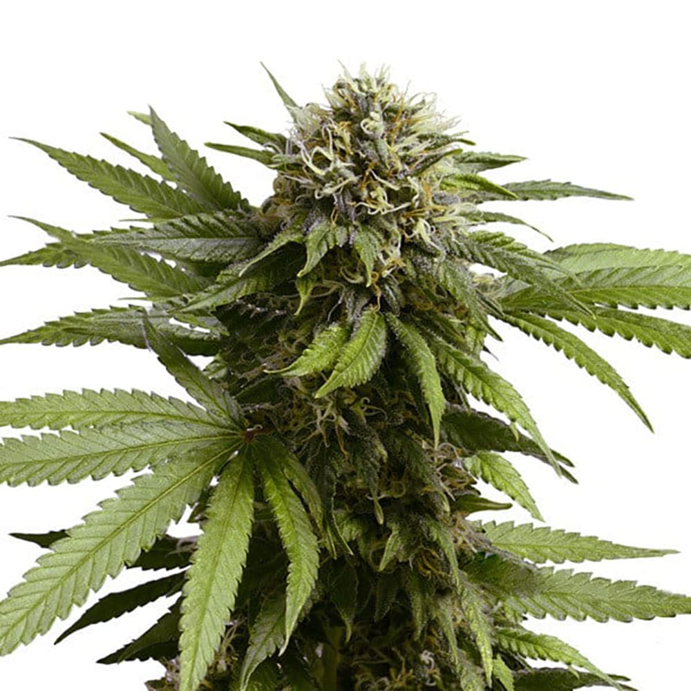 STRNG Seeds - Apple Fritter Auto