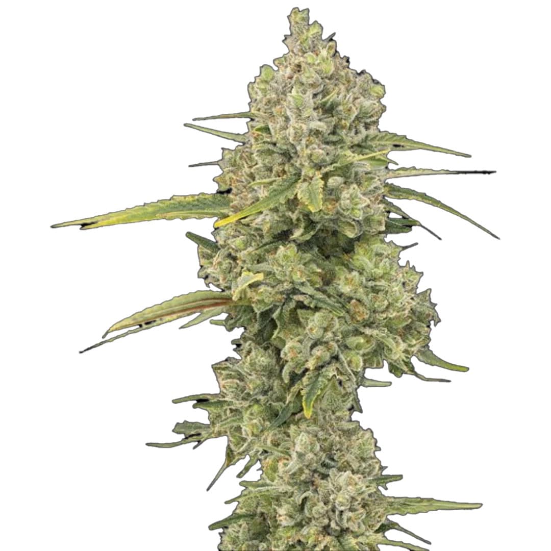 STRNG Seeds - Jack Herer