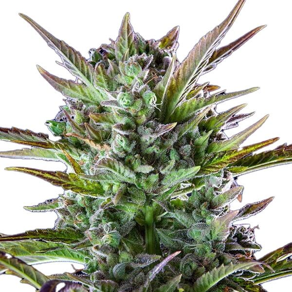 STRNG Seeds - THCA Pineapple OG