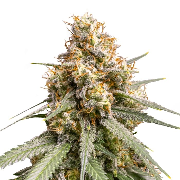 Shining Silver Haze Plant