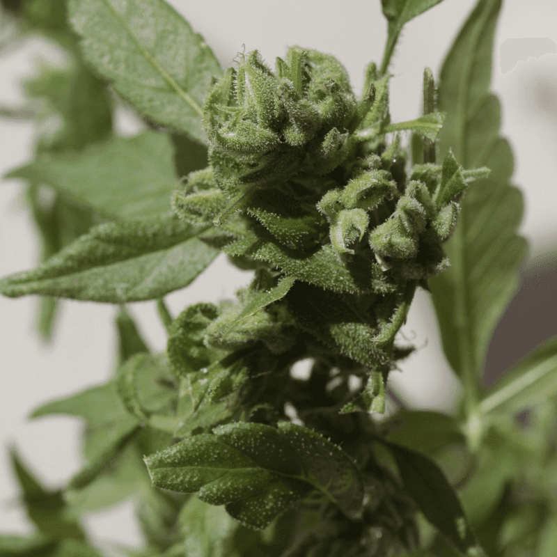 Watermelon Zkittlez Auto