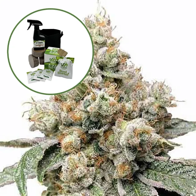 Alien OG Auto High Yield Grow Kit