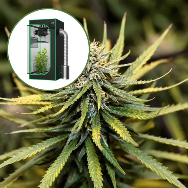 Animal Cookies Auto Platinum Indoor Grow Bundle