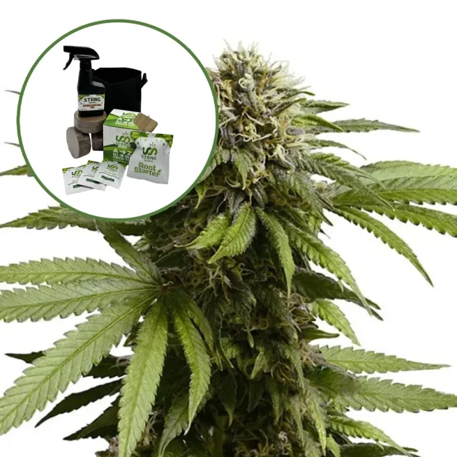Apple Fritter Auto High Yield Grow Kit