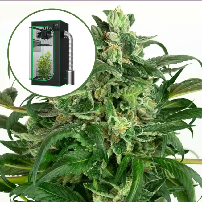 Banana OG Auto Platinum Indoor Grow Bundle