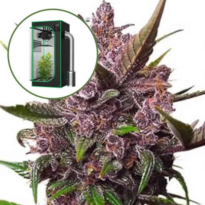 Blackberry Kush Auto Platinum Indoor Grow Bundle