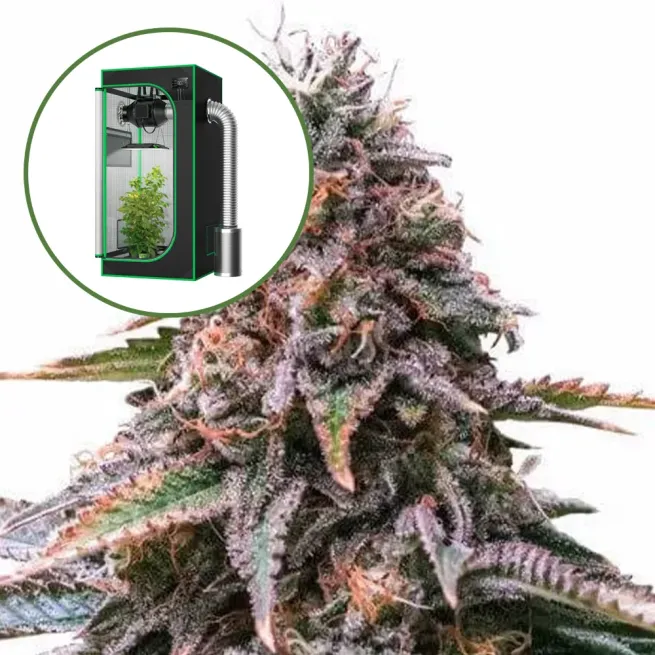 Cherry Pie Auto Platinum Indoor Grow Bundle