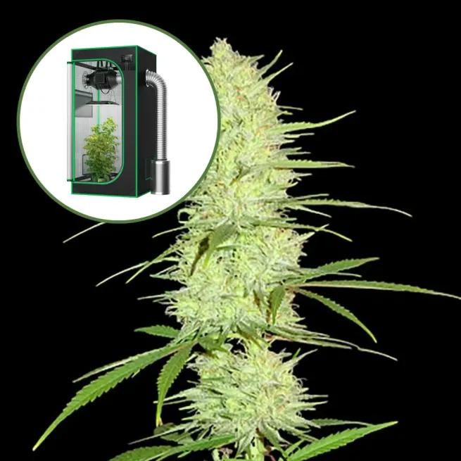 Cinderella 99 Auto Platinum Indoor Grow Bundle