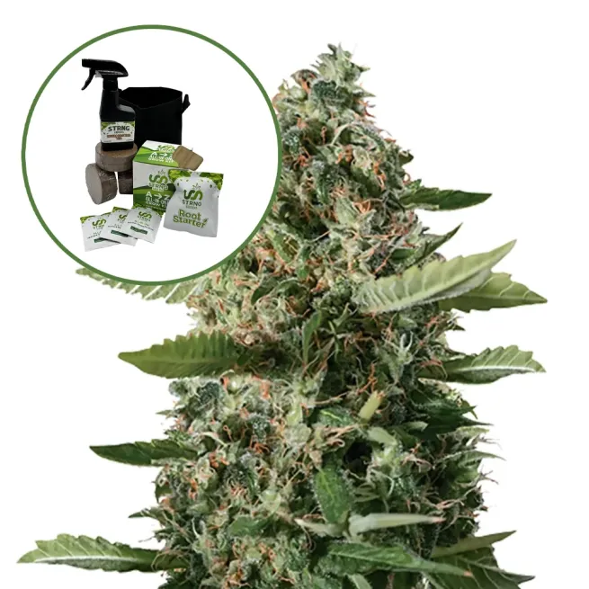 East Coast Sour Diesel Auto High Yield Grow Kit