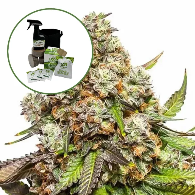 Fruity Pebbles Auto High Yield Grow Kit