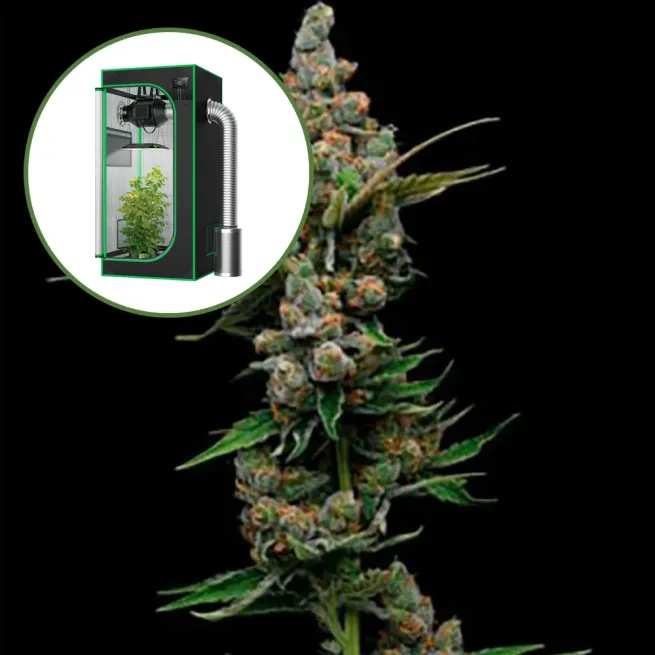 Golden Pineapple Auto Platinum Indoor Grow Bundle