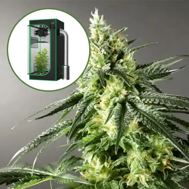 Larry OG Auto Platinum Indoor Grow Bundle