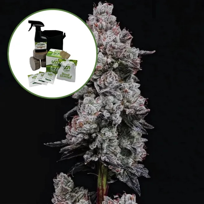 Lemon Cherry Gelato Auto High Yield Grow Kit