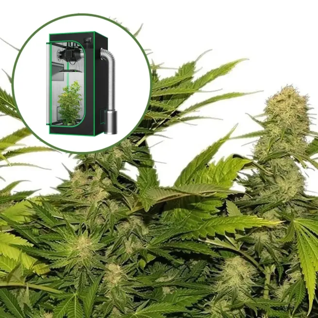 Lemon G Auto Platinum Indoor Grow Bundle