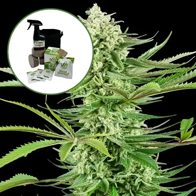 Malibu OG Auto High Yield Grow Kit