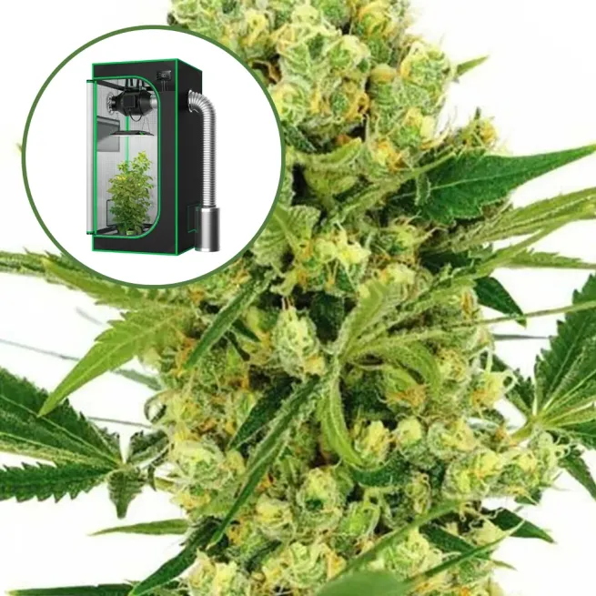 Maui Wowie Auto Platinum Indoor Grow Bundle