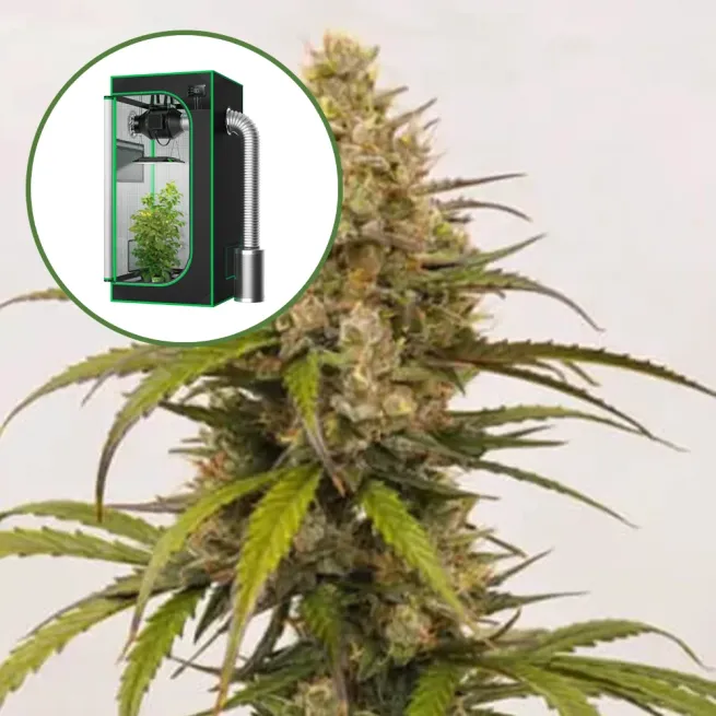 Melonade Auto Platinum Indoor Grow Bundle