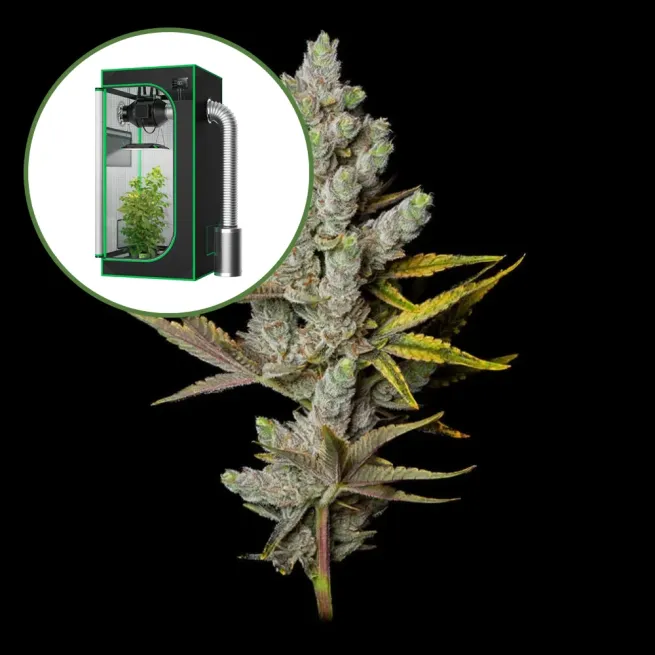 Member Berry Auto Platinum Indoor Grow Bundle
