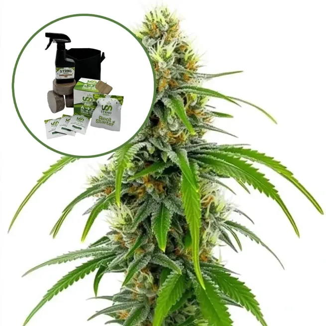 Moby Dick Auto High Yield Grow Kit