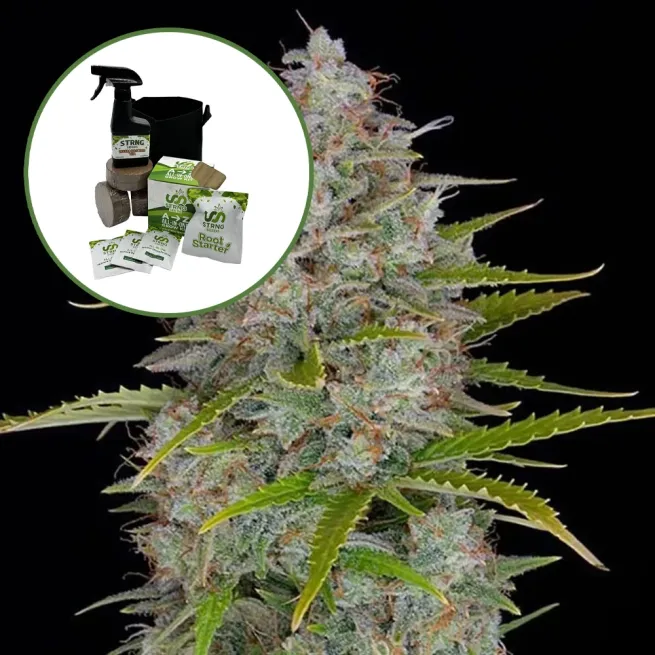 Orange Fuel Auto High Yield Grow Kit