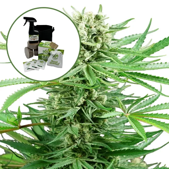 Papi Chulo Auto High Yield Grow Kit