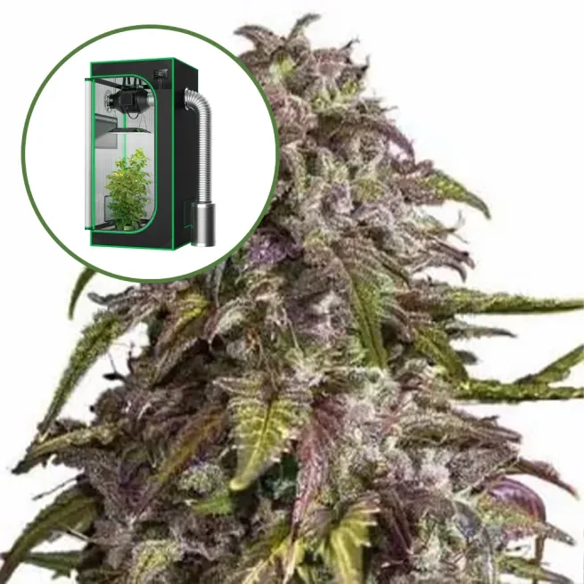 Purple Haze Auto Platinum Indoor Grow Bundle