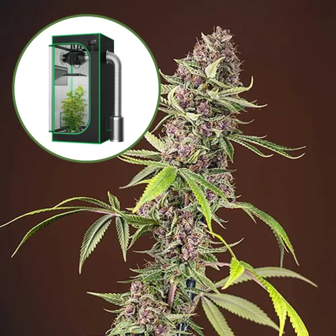 Red Mandarine Auto Platinum Indoor Grow Bundle