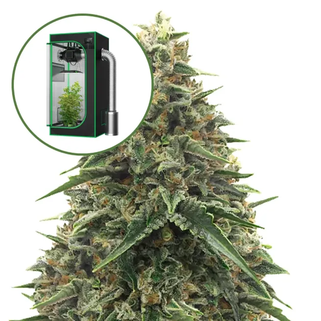 Shiatsu Kush Auto Platinum Indoor Grow Bundle