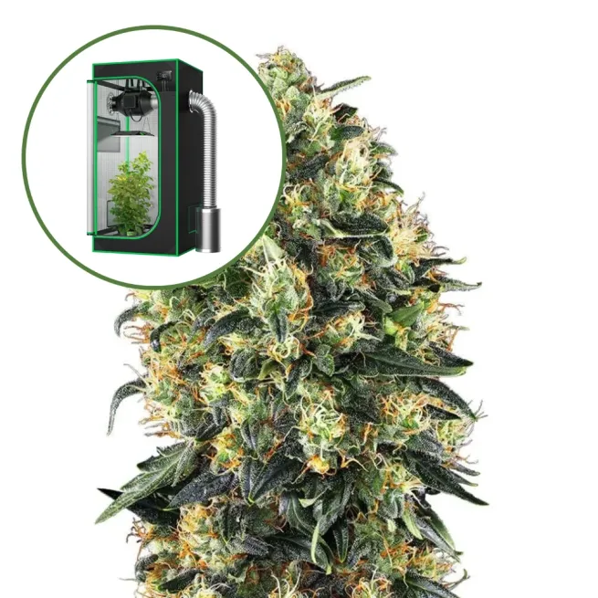 Super Skunk Auto Platinum Indoor Grow Bundle