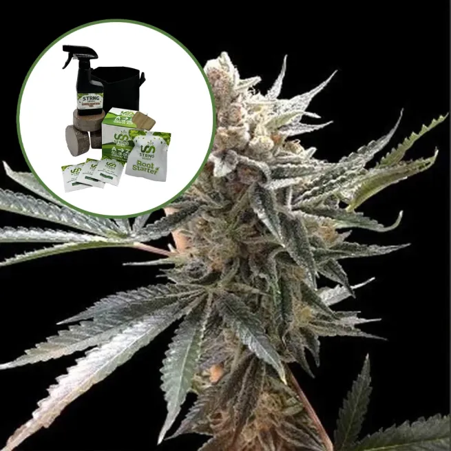 Tangie Auto High Yield Grow Kit