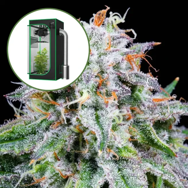 Watermelon Mimosa Auto Platinum Indoor Grow Bundle