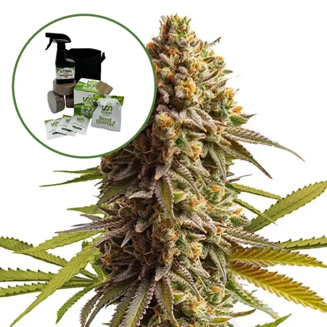 Wedding Cake Auto High Yield Grow Kit