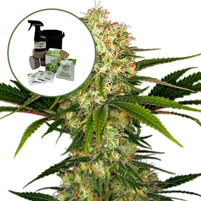 White Ice Auto High Yield Grow Kit